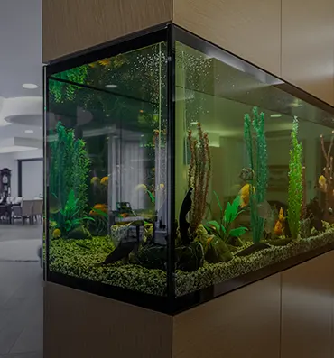 Demenagement aquarium